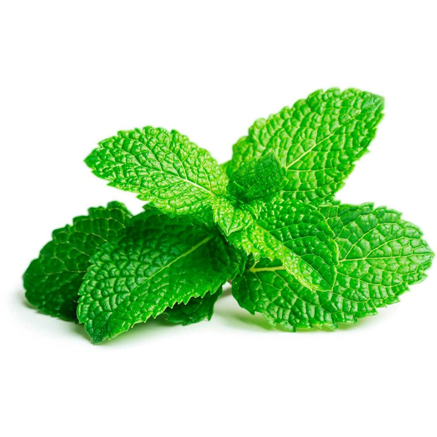 Mint, Fresh, Sold in bunches