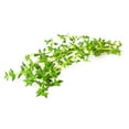 thumbnail image 1 of Thym Vendu en botte, 1 of 1