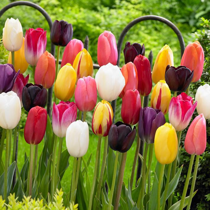 TASC Flower Bulbs - Tulip Single Late Assorted (16 Bulbs), Large 