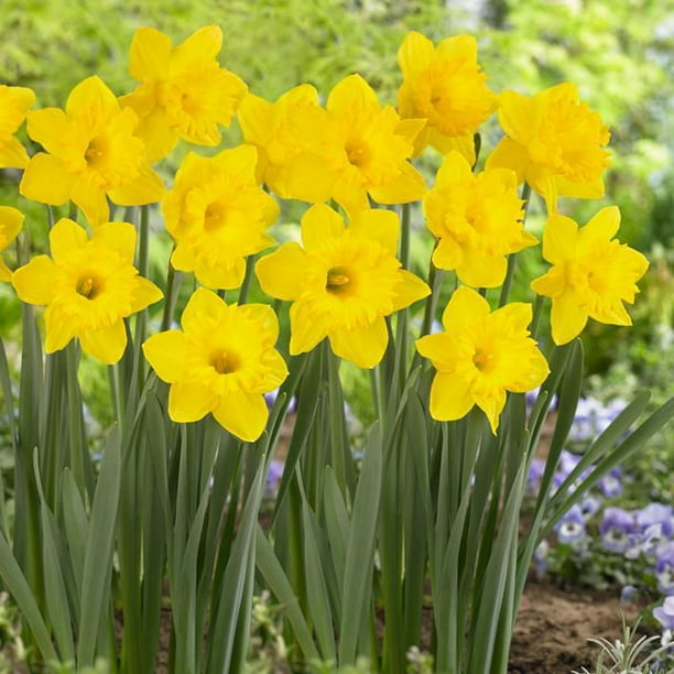TASC Flower Bulbs Narcissus Daffodil Trumpet Dutch Master (12 Bulbs