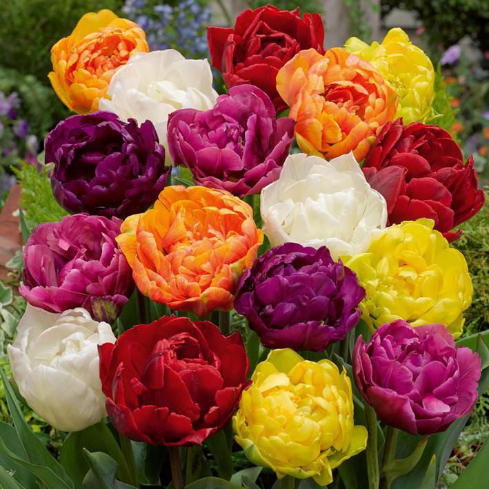 Flower Bulbs Tulip Double Early Bright Assorted (25 Bulbs) Walmart