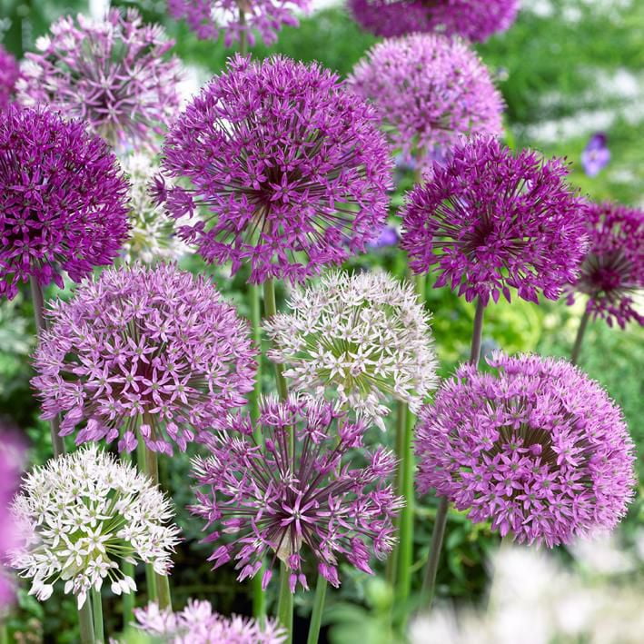 Flower Bulbs - Allium Assorted (20 Bulbs) | Walmart Canada