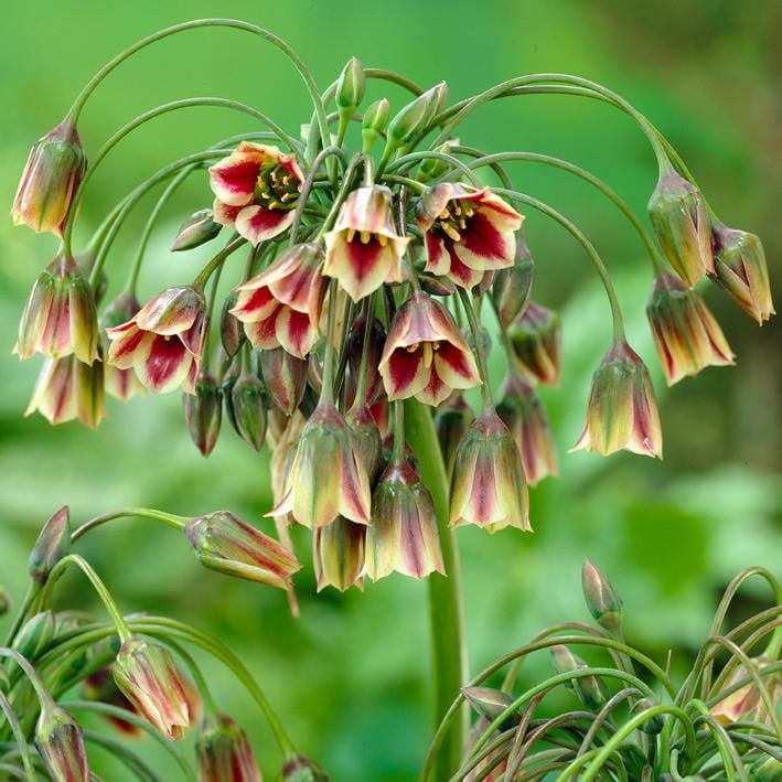 Flower Bulbs Nectaroscordum Siculum (15 Bulbs) Walmart Canada