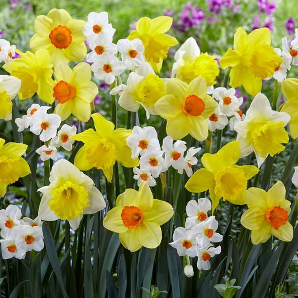 TASC Flower Bulbs - Narcissus Daffodil Assorted (12 Bulbs), Extended ...