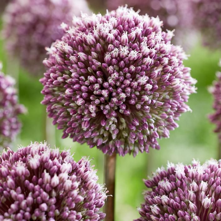 Flower Bulbs Allium Summer Drummer (10 Bulbs) Walmart Canada