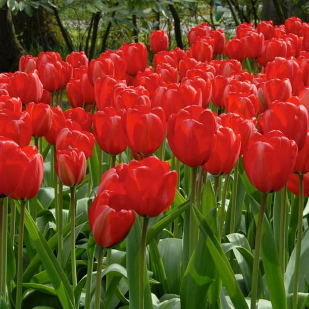 Bulbes de Tulipes  Achat de Bulbes à Fleurs en ligne