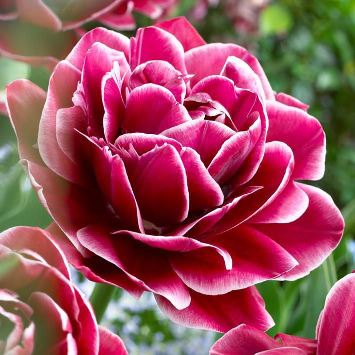 Flower Bulbs Tulip Double Late Dream Touch (25 Bulbs) Walmart Canada