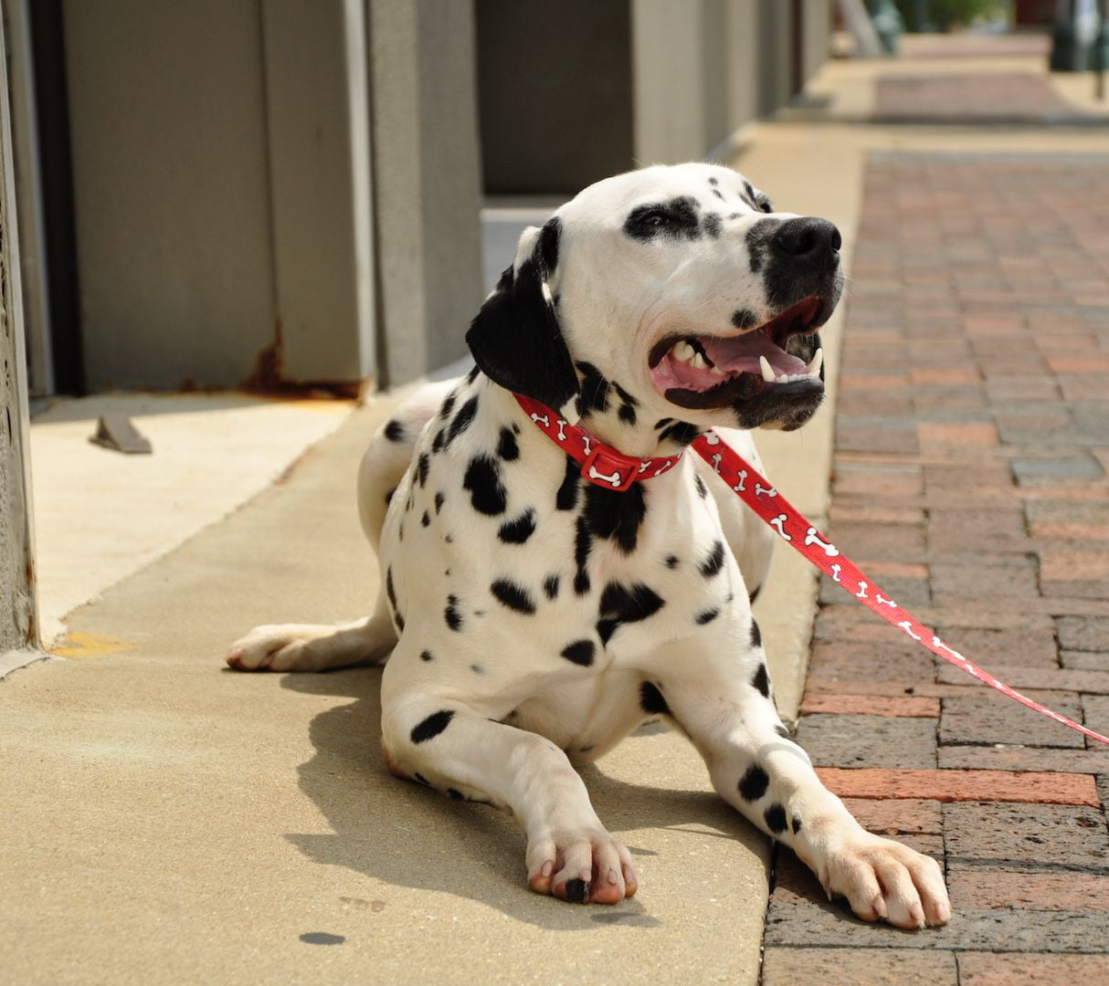 Coastal retractable dog sales leash