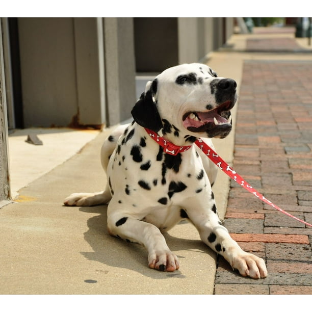 Coastal Adjustable Dog Collar with Plastic Buckle - Red