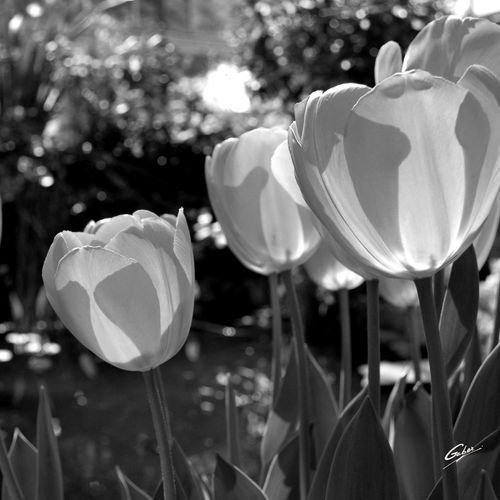 Tulipes 30