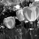 Tulipes 30 – image 1 sur 1
