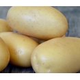 thumbnail image 2 of Urban Potato Kit - Queen Anne (1kg + Pot), 2 of 3
