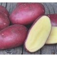 thumbnail image 2 of Urban Potato Kit - Red Snapper (1kg + Pot), 2 of 3
