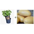thumbnail image 3 of Urban Potato Kit - Queen Anne (1kg + Pot), 3 of 3