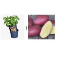 thumbnail image 1 of Urban Potato Kit - Red Snapper (1kg + Pot), 1 of 3