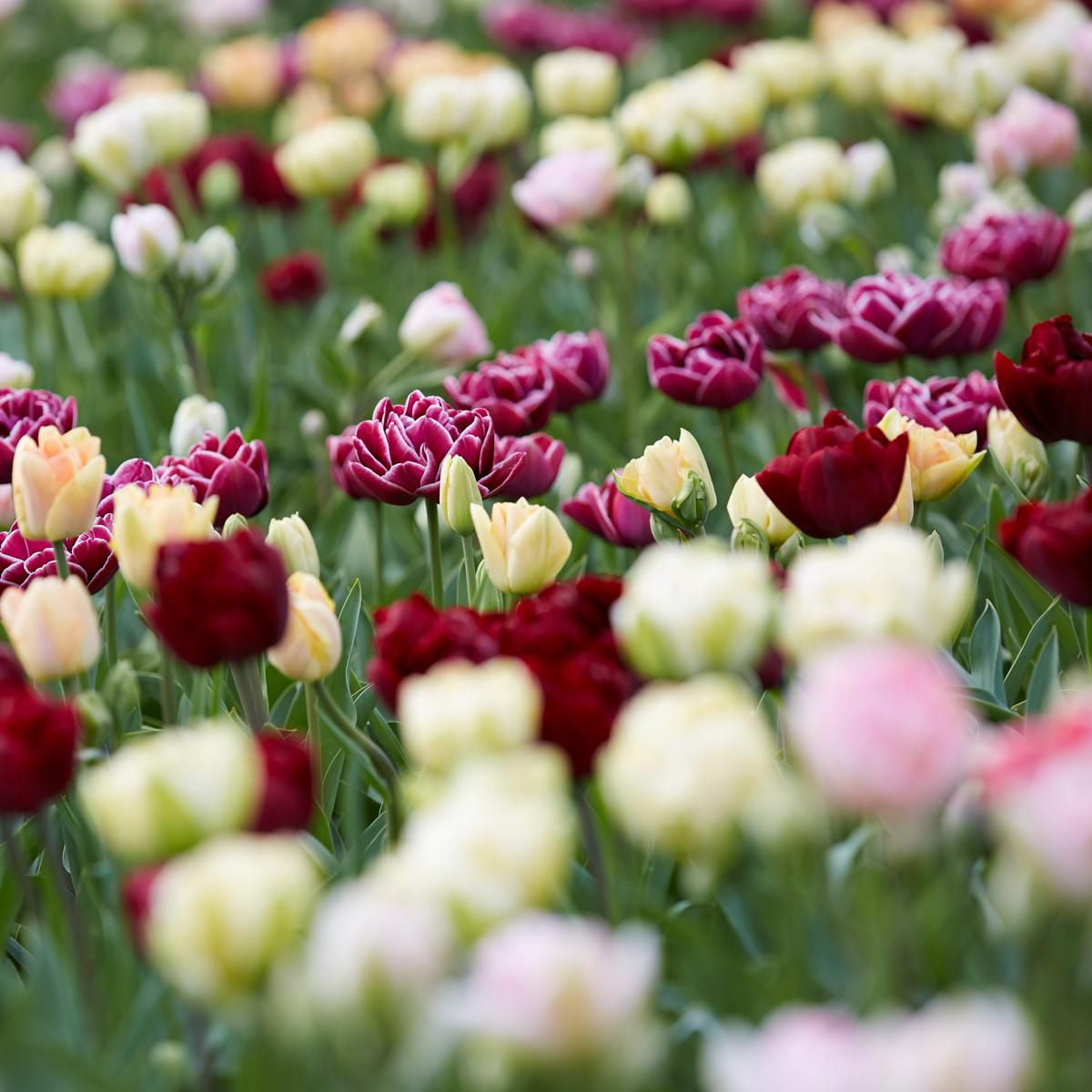 Flower Bulbs Tulip Double Late Assorted ( 80 Bulbs ) Walmart Canada