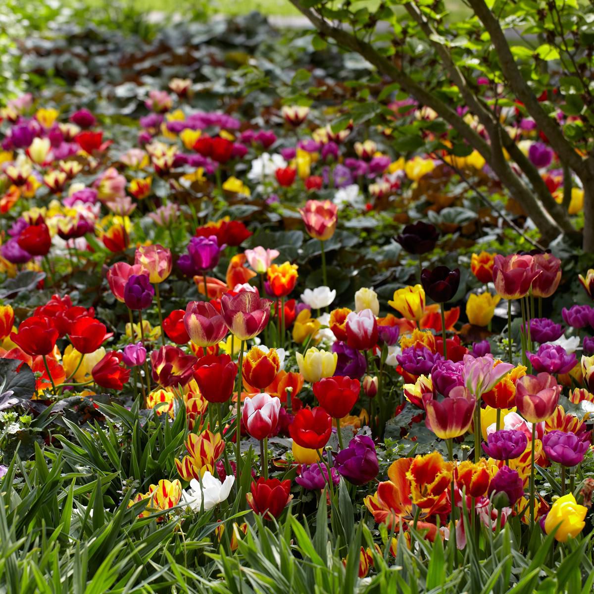 300x Pack de bulbes de fleurs 'Tulipes et autres