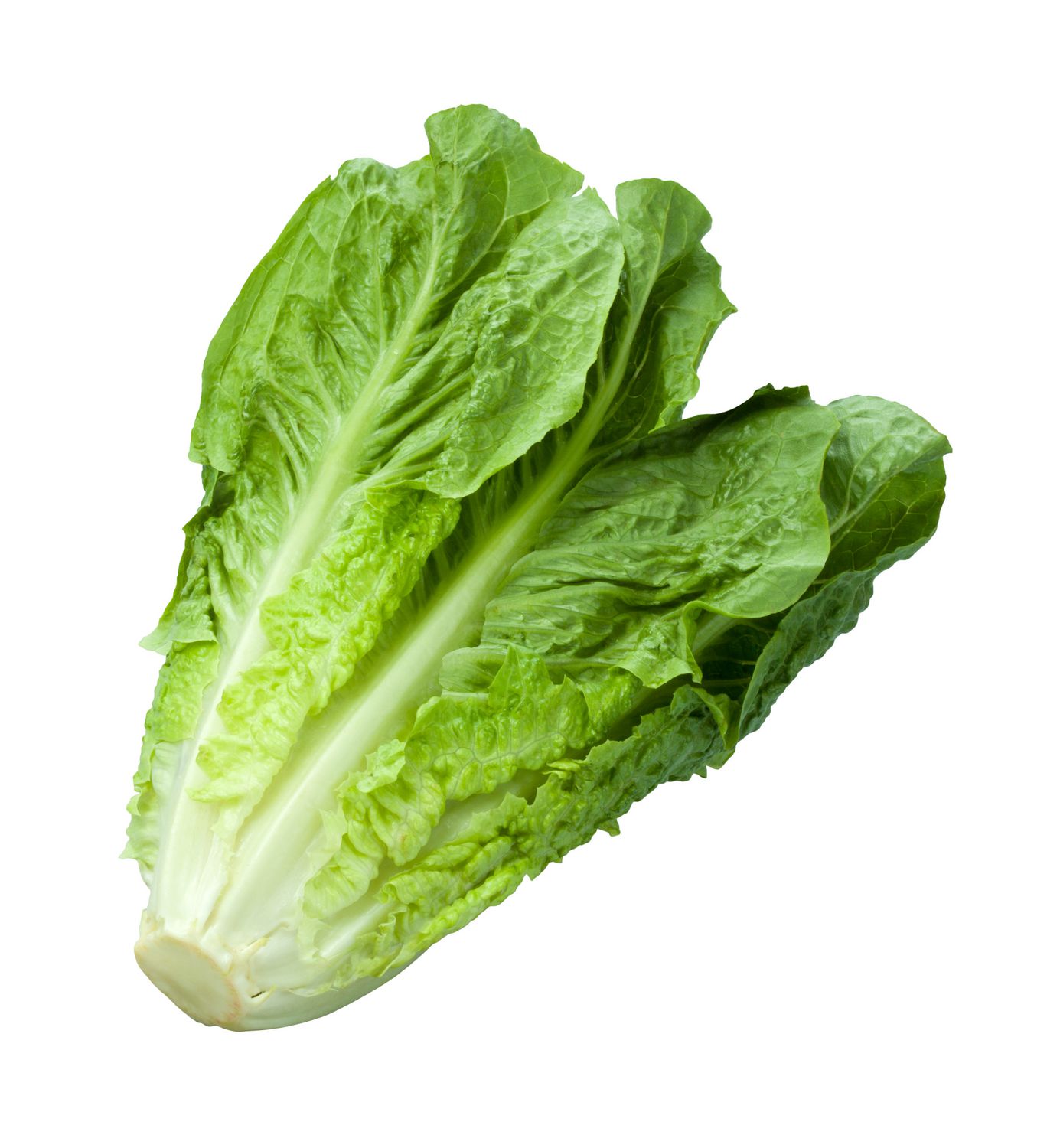 Hasil gambar untuk Romaine Lettuce