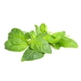 thumbnail image 1 of Basilic frais, 1 of 1