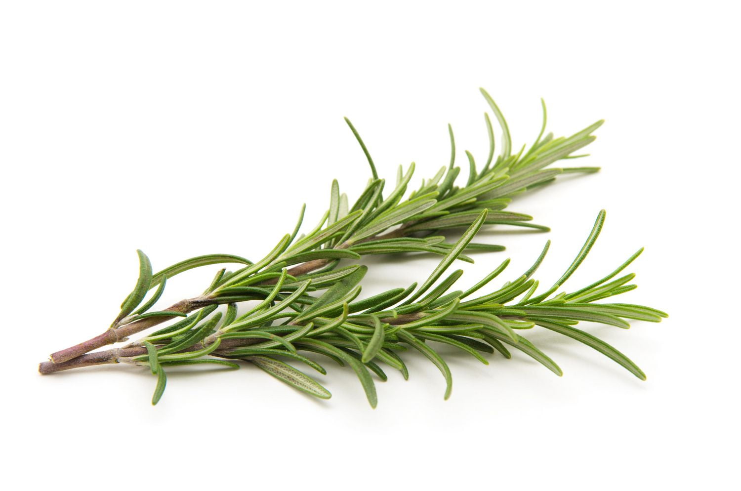 Rosemary, Fresh | Walmart Canada