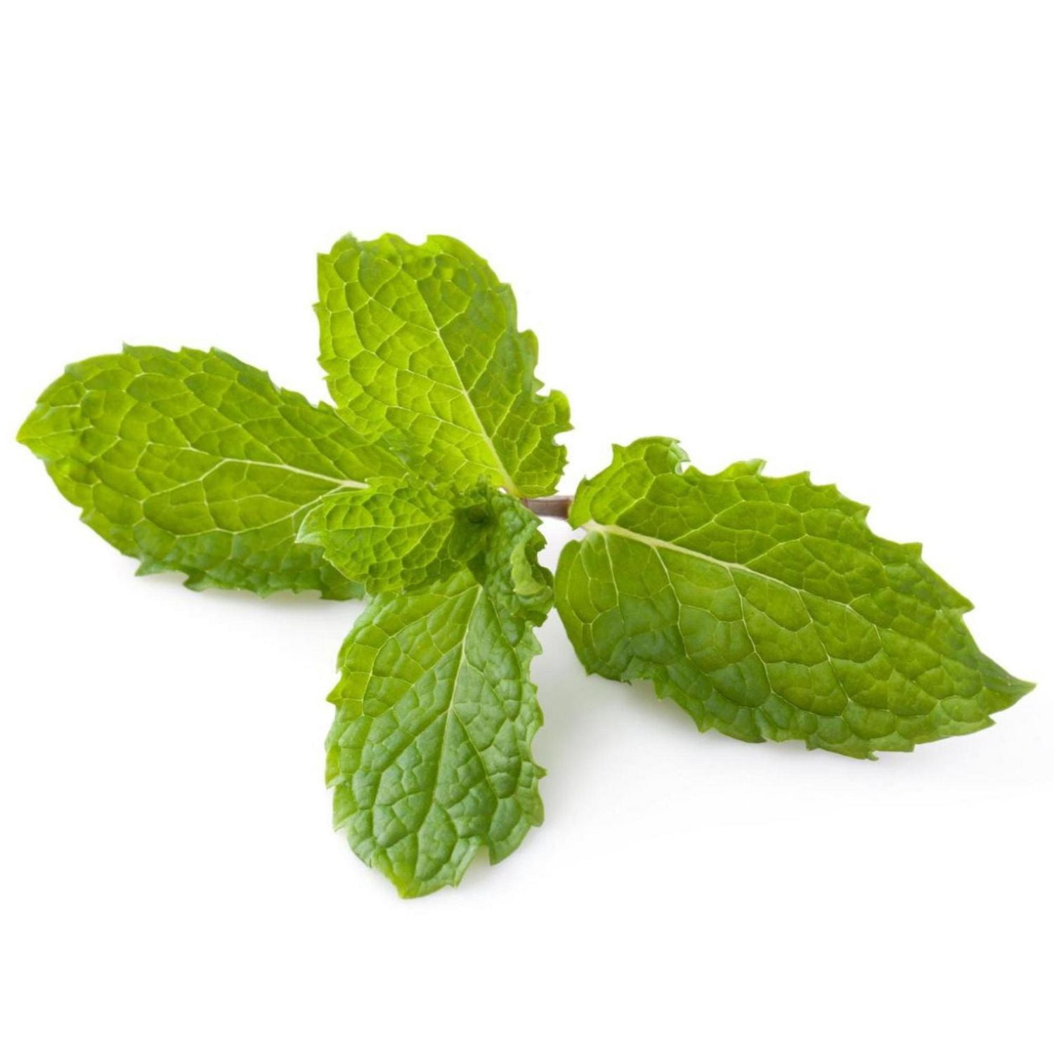 Menthe fraîche Vendu en botte