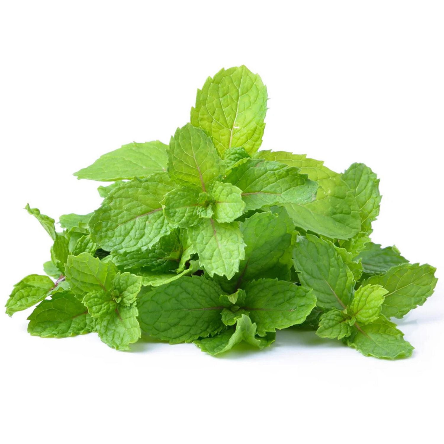 Menthe fraîche Vendu en botte