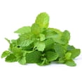 thumbnail image 4 of Mint, Fresh, Sold in bunches, 4 of 7