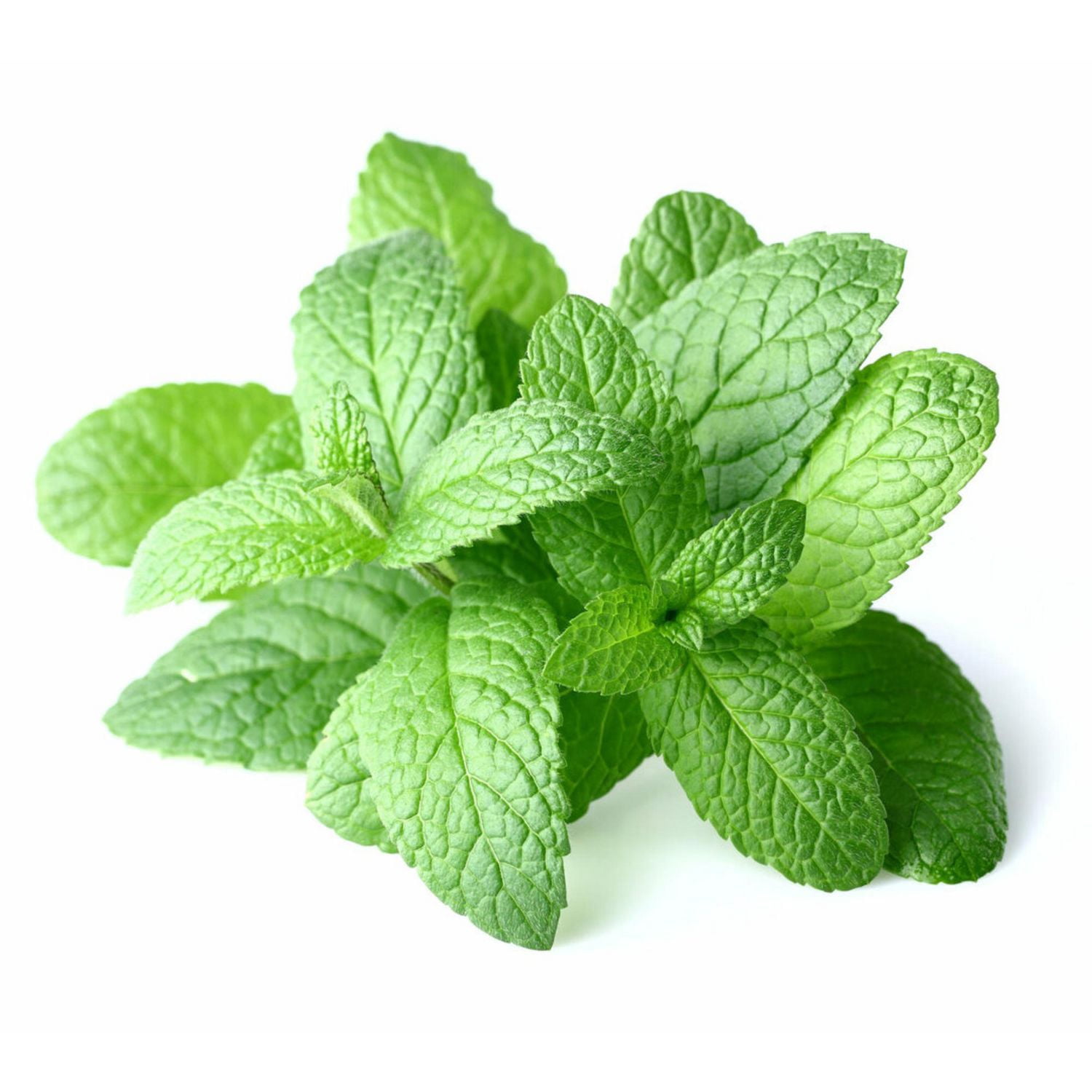 Menthe fraîche Vendu en botte