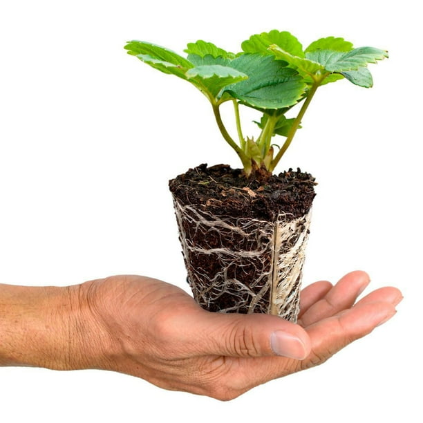 5 Albion Strawberry Plants Walmart.ca