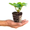 thumbnail image 1 of 5 Plants de Fraises Chandlers, 1 of 1