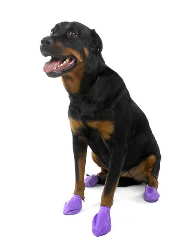 Pawz sale dog booties