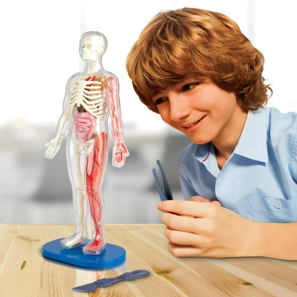Squelette humain en anatomie, 85CM – tuni-smart-innovation