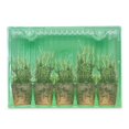 thumbnail image 2 of Perennial Plugs - Dianthus (3 Plugs), 2 of 4