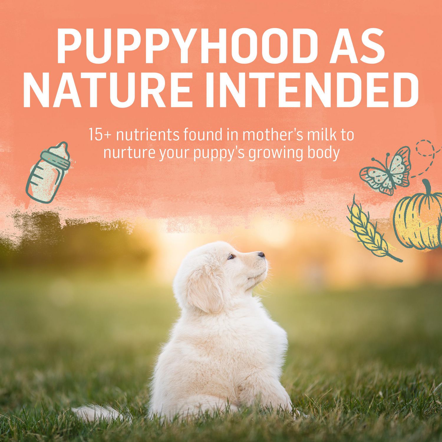 Beyond Puppy Chicken  Oat Meal Recipe, Natural Puppy Food 1.67kg, 1.67 kg 