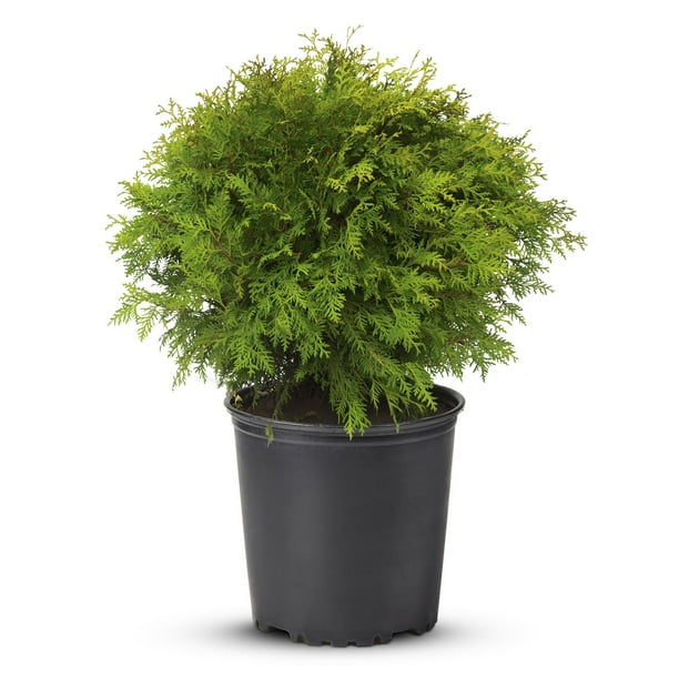 2 Gallon (7.5L) Danica Globe Cedar (Thuja) Shrub - Walmart.ca