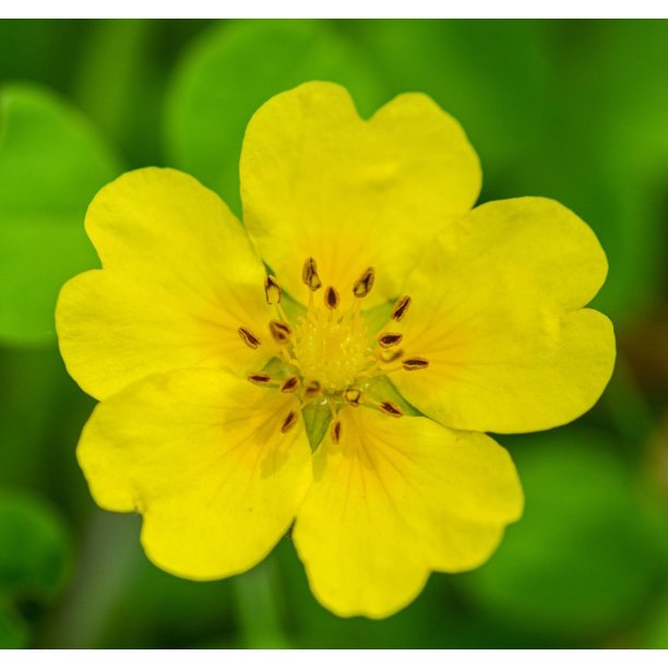 2 Gallon (7.5L) Yellow Potentilla Flowering Shrub - Walmart.ca