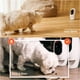 Caméra interactive Wi-Fi pour animaux de compagnie et distributeur de friandises Caméra Wifi avec distributeur de friandises – image 4 sur 9