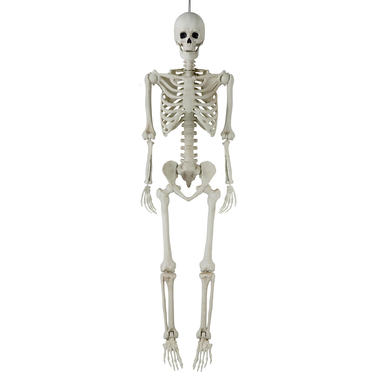 Fiogavroetic Halloween squelette accessoire humain pleine taille crâne main  vie corps anatomie modèle décor 