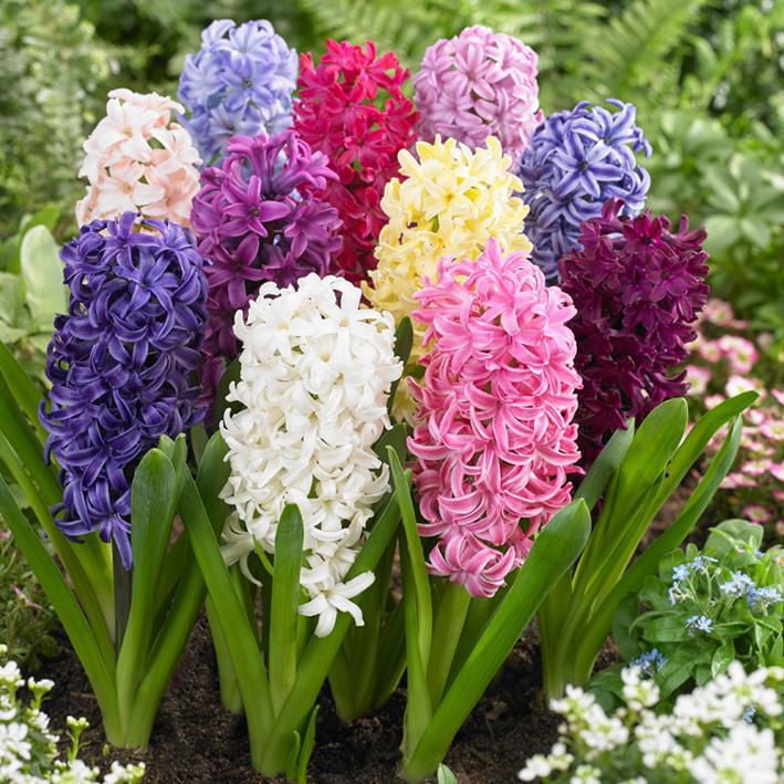Flower Bulbs - Hyacinth Orientalis Assorted (10 Bulbs) | Walmart Canada