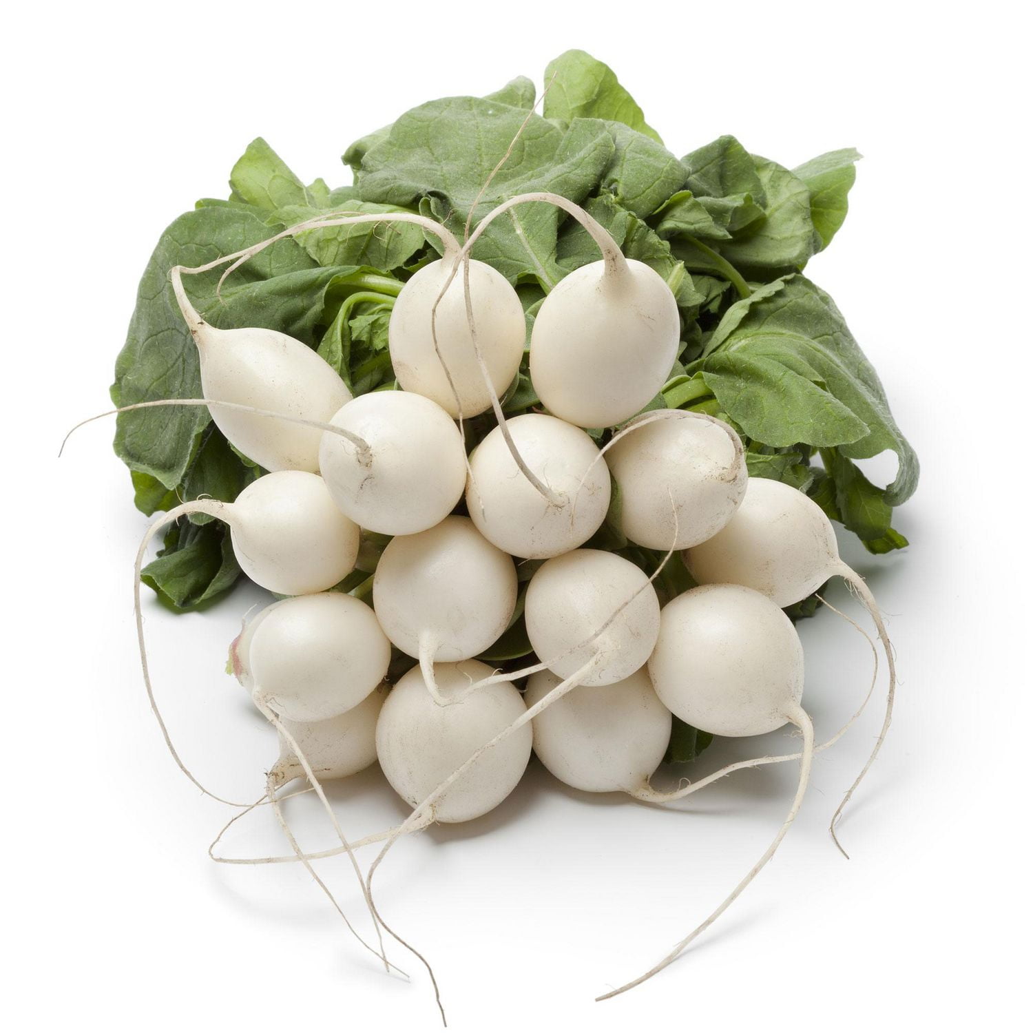 Radis Bouquet Blanc, Vendues individuellement, 0.40 - 1.00 KG