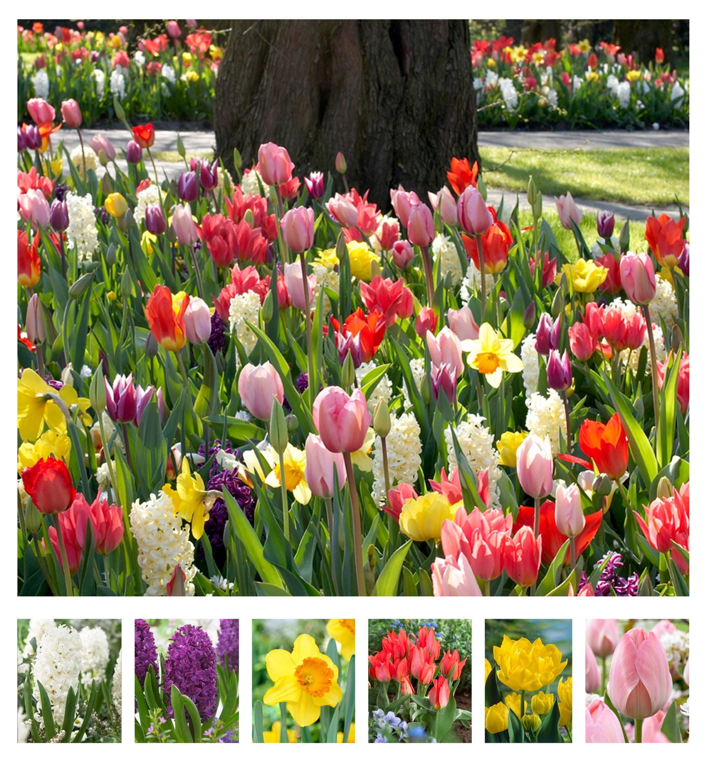 Flower Bulbs Spring Border Collection (80 Bulbs) Walmart Canada