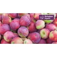 thumbnail image 1 of Pomme Spartan, bilogique, 1 of 1