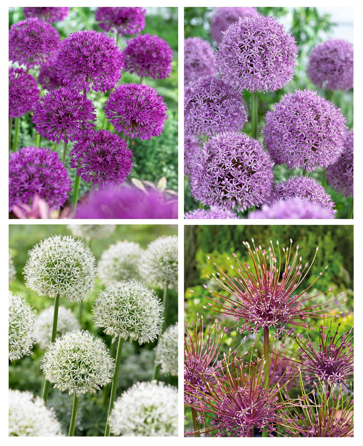 Flower Bulbs Allium Variety Pack (25 Bulbs) Walmart Canada