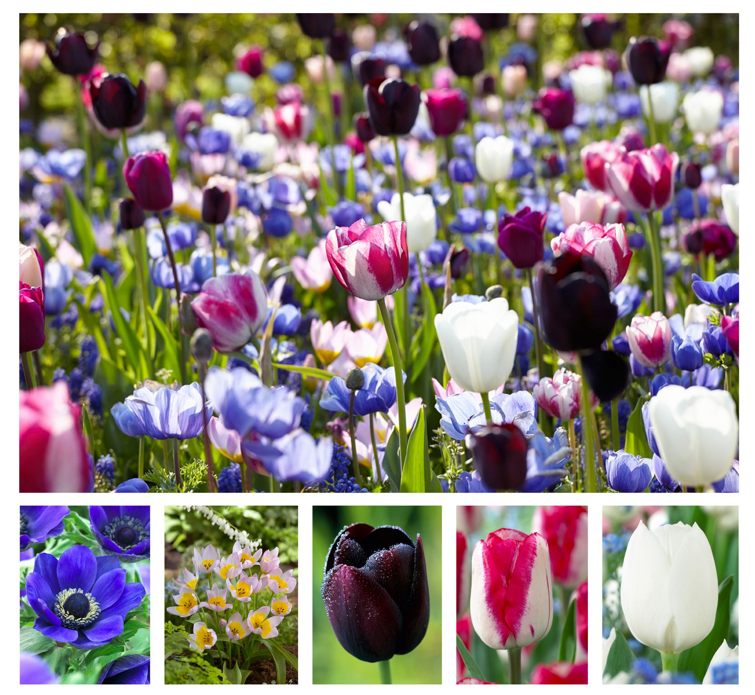 Flower Bulbs -Spring Collection (90 Bulbs) | Walmart Canada