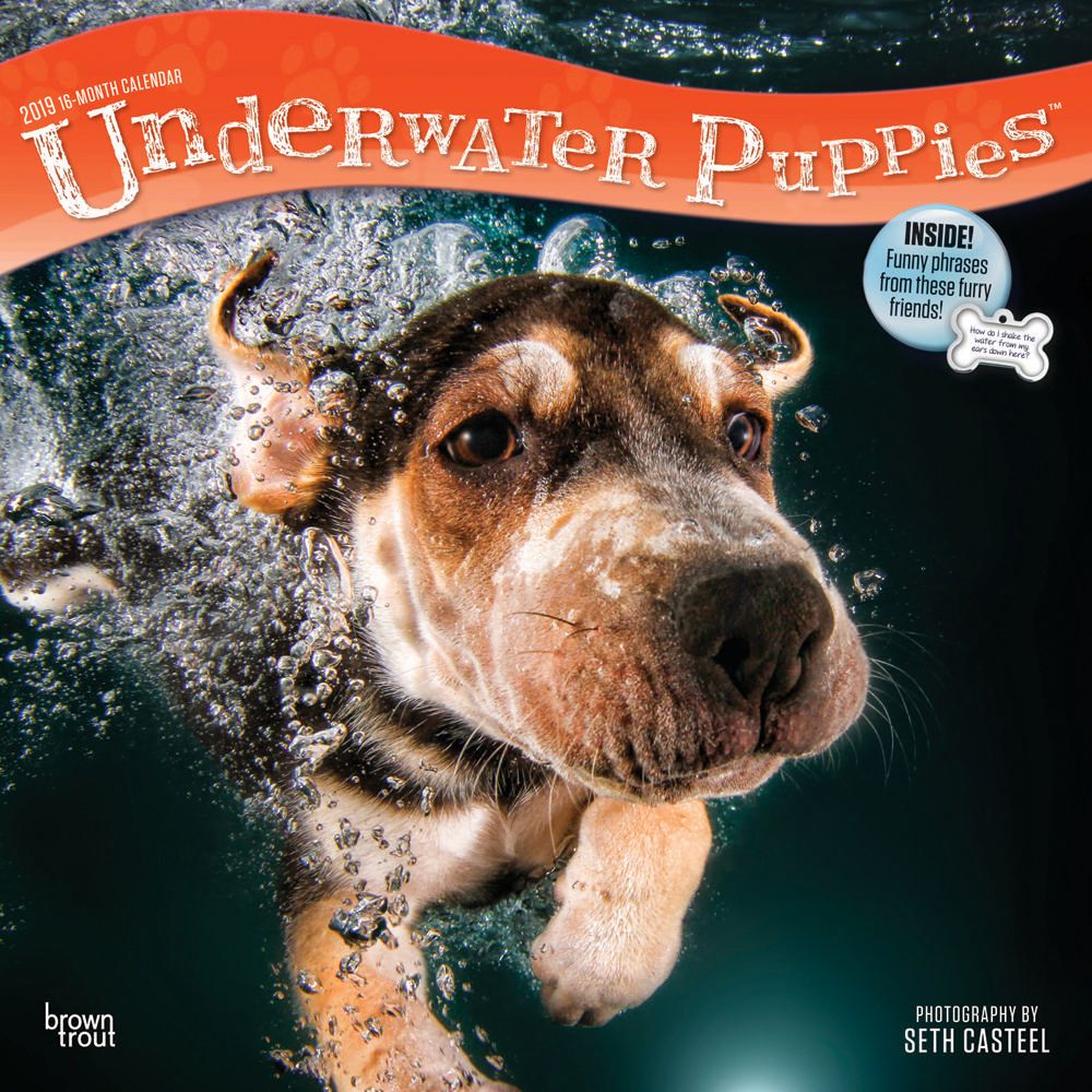 2019 Underwater Puppies Calendar Walmart Canada