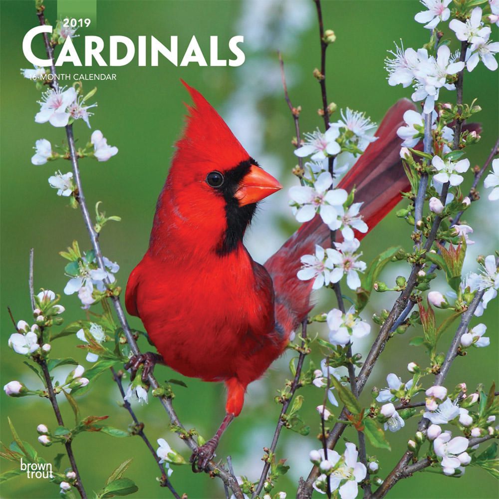2019 Cardinals Calendar Walmart Canada