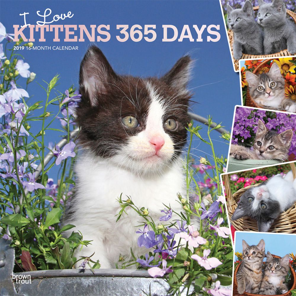 2019 Kittens, I Love, 365 Days, Calendar Walmart Canada