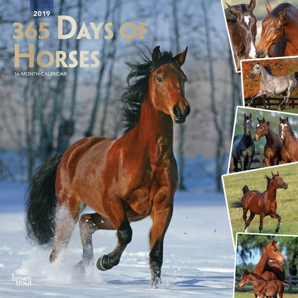 2019 365 jours de chevaux Calendrier