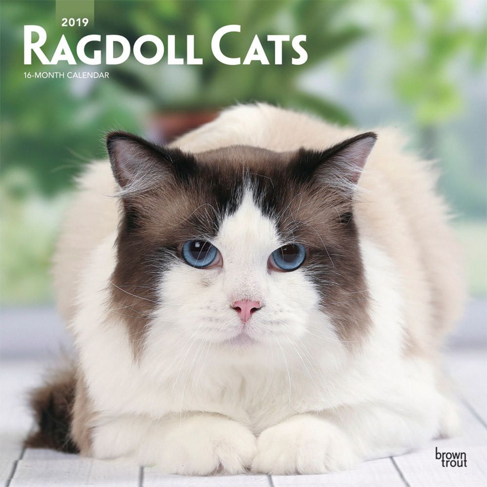 2019 Ragdoll Cats Calendar Walmart Canada