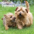 thumbnail image 1 of 2019 Norfolk Terriers Calendar, 1 of 3